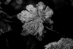 IMG_9756